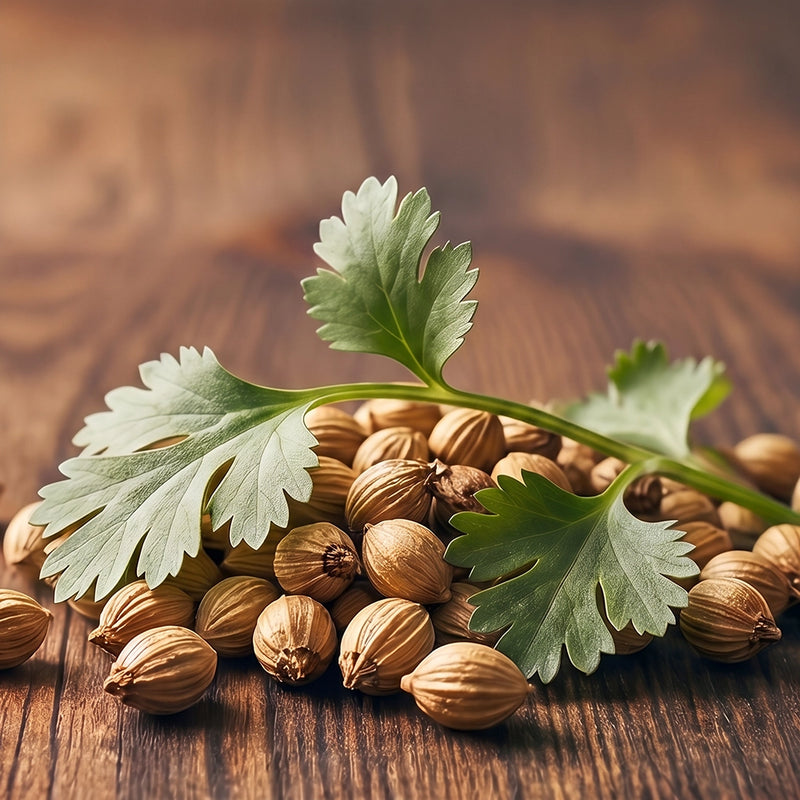 Fresh green coriander leaves resting on a pile of whole coriander seeds on a rustic wooden surface.