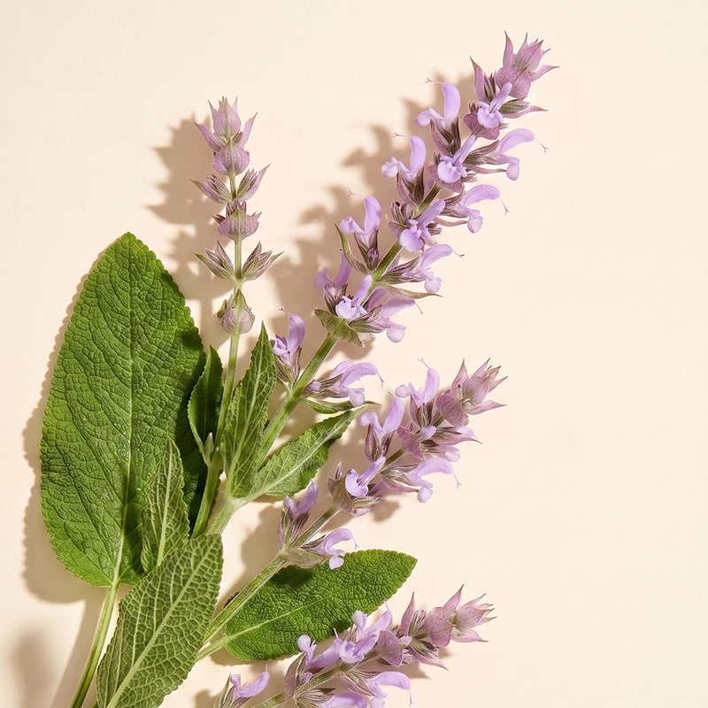 A close-up of a fresh herb sprig with light purple lavender-like flowers and green leaves on a warm cream background.