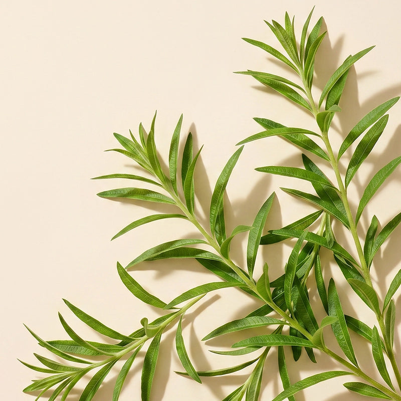 Fresh green rosemary sprigs arranged diagonally on a warm beige background with soft shadows.